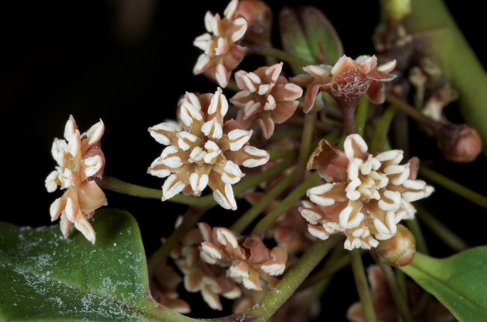 Fleurs Nouvelle-Calédonie